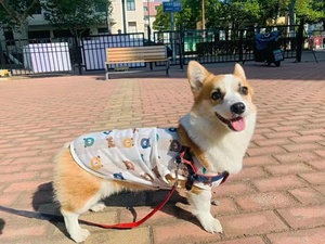 夏季小型犬幼犬四季防掉毛夏装宠物狗狗衣服夏天薄款春秋柯基背心