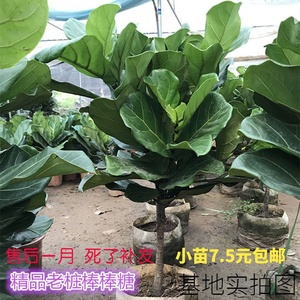 琴叶榕大叶盆栽客厅北欧大型植物棒棒糖型新趣味室内老桩观叶绿植