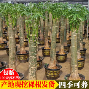 大型发财树步步高客厅室内盆栽盆景大棵植物辫子树苗树桩绿植招财