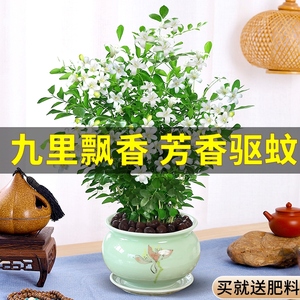 九里香盆栽植物室内花卉树苗大四季开花千里眼驱蚊草七里香带花苞