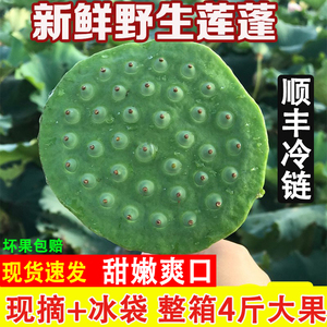 新鲜莲蓬现摘整箱4斤大果生吃甜嫩莲子水果孕妇当季即食嫩莲子米