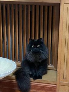 山东临清狮子猫长毛波斯猫白色黑色橘色活体家养幼崽