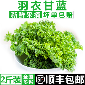 羽衣甘蓝1000g 新鲜蔬菜沙拉 嫩叶甘兰kale健身榨汁西餐食材 包邮