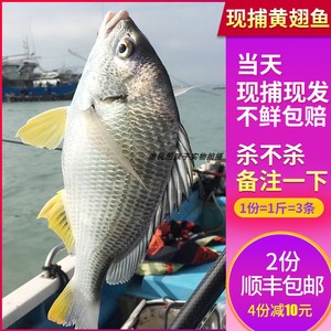 渔民的孩子当天现捕海捕黄翅鱼新鲜手钓黄赤鱼黄鳍鲷500g黄脚立鱼