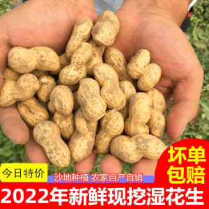 2022年新鲜花生现挖现发湿花生农家自种带壳生花生粉红皮鲜花生