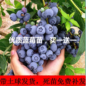 蓝莓树果苗蓝莓苗盆栽地栽果苗带大果南北方种植苗阳台种植包邮