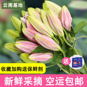 重瓣香水百合云南鲜花基地直发新鲜粉色多头混合花束插花同城速递