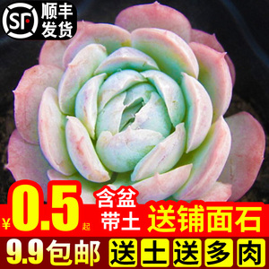 多肉植物室内组合小花卉秋天盆栽冰梅套餐办公桌新款绿植含盆带土