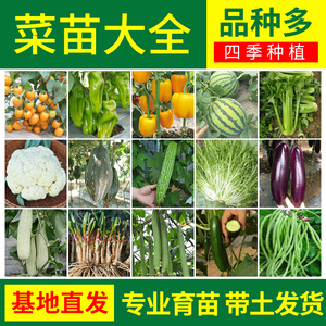 蔬菜苗大全四季芹菜根苗子葱苗秋季秧苗阳台专用番茄辣椒苦菊韭菜