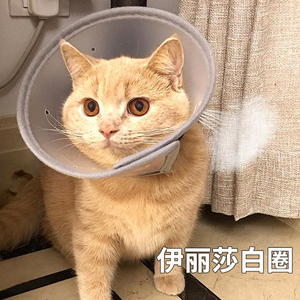 伊丽莎白圈猫咪狗狗项圈防舔咬颈脖圈绝育伊利莎白耻辱圈宠物头套