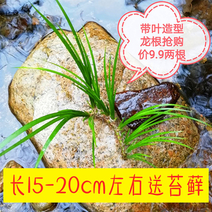 石菖蒲原自然附石菖蒲盆景龙根菖草菖蒲苗根水生水培植物根缸造景