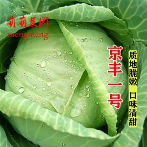 京丰一号甘蓝种子扁圆包菜种子卷心包菜菜秋冬季农家蔬菜种孑耐寒