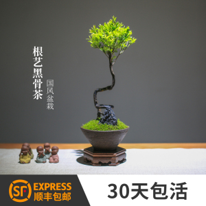 小叶紫檀盆栽迷你黑骨茶根艺盆景创意造型绿植办公室观叶植物好养