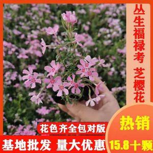 芝樱花丛生福禄考花苗庭院室外花卉绿化春季爆花四季常绿好养容易