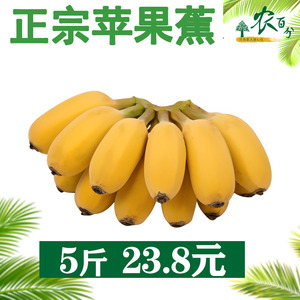 苹果蕉正宗超甜小香蕉香蕉水果苹果粉蕉芭蕉西贡蕉广东banana水果