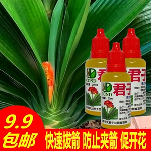 君子兰夹剑液预防夹箭灵快速拔箭剂通用型促花剑开花补充肥营养液