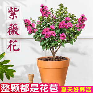 紫薇花盆栽四季好养花卉植物室内室外阳台绿植百日红老桩树苗盆景