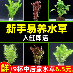 阴性鱼缸水草造景套餐淡水鲜活大水兰草缸植物新手懒人水榕莫斯