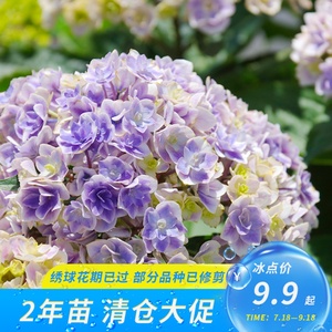 画境植物园大花绣球长夏蓝姬玉段花神苗盆栽植物庭院阳台观花花卉