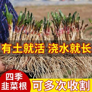 四季韭菜根苗紫根红根跟阳台盆栽蔬菜苗细宽叶大叶韭菜籽种子秧苗