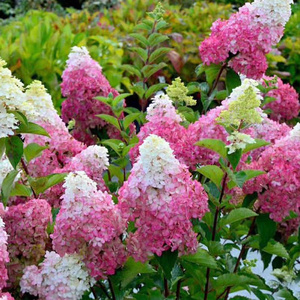 大林男圆锥绣球香草草莓石灰灯花苗耐热阳台庭院花卉木本盆栽耐寒