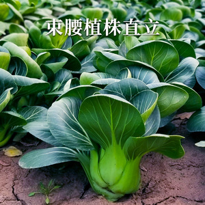 矮箕黑油菜种子苏州青菜籽菜种四季蔬菜孑种籽青菜上海青矮脚大全