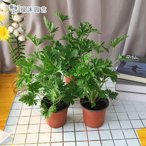 驱蚊草植物盆栽香叶天竺葵苗阳台庭院防蚊杀虫 四季绿植 净化空气