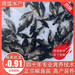 鳜鱼苗桂花鱼翘嘴鳜活体养殖淡水食用观赏鱼路亚鱼苗肉食性小鱼苗