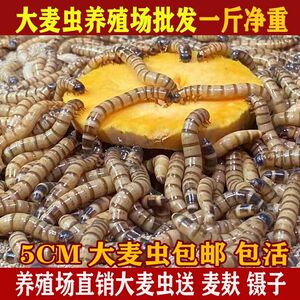 大麦虫活体面包虫黄粉虫守宫金龙鱼八哥画眉鸟食虫子宠物饲料包邮