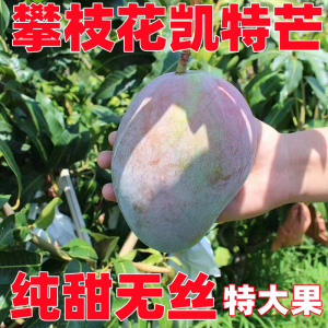 桂姬/guiji四川攀枝花芒果凯特芒果特大果当季新鲜水果八斤送一斤