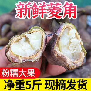 洪湖正宗新鲜粉糯野老菱角5斤新鲜水果当季整箱时令蔬菜棱角现摘