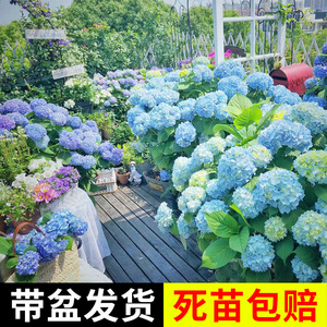 间春树无尽夏绣球花苗盆栽带花四季开花卉绿植物室内阳台庭院老桩