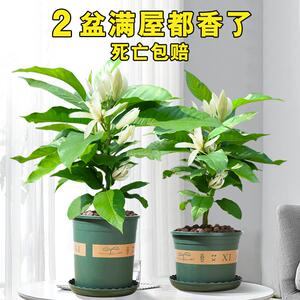 白兰花盆栽花卉植物室内玉兰树苗带花苞四季开花浓香黄角兰花苗大