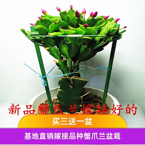 蟹爪兰多色精品嫁接蟹爪莲苗绿植盆栽办公除甲醛植物室内阳台花卉