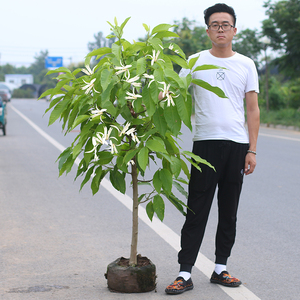 白兰花盆栽花卉植物室内玉兰树苗带花苞四季开花浓香黄玉兰角兰花