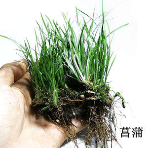 菖蒲虎须附养龟鱼池水边植物观赏文玩土培水培鱼缸阳台客厅庭院