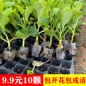 无尽夏绣球花苗四季开花卉盆栽绿植万华镜圆锥花手鞠绣球苗室内物