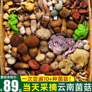 杂菌组合云南野生菌新鲜蘑菇大全松露牛肝菌松茸鸡枞食用菌子火锅