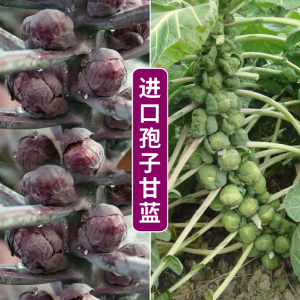 孢子甘蓝种子抱子蔬菜种孑进口小型芽球包心菜菜园四季播蔬菜种籽