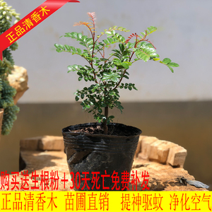 云南红芽正宗清香木树苗驱蚊绿植花卉小盆栽净化空气甲醛四季常绿