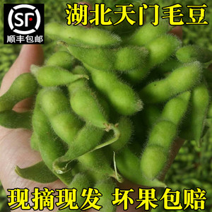 【顺丰包邮】新鲜毛豆带壳湖北特产农家自种现摘毛豆角青毛豆