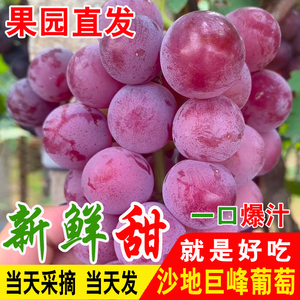 新鲜巨峰葡萄新鲜采摘酸甜口孕妇水果整箱红葡萄当季现货辽峰葡萄