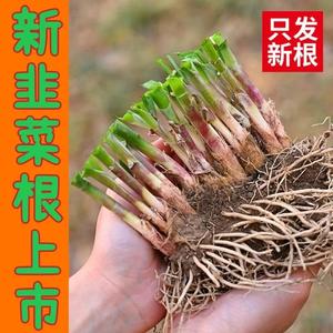 现挖韭菜根韭菜苗紫根小叶宽叶香韭菜阳台盆栽四季可种蔬菜苗50颗