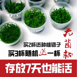 鱼缸水草植物造景无菌杯前景牛毛矮日本珍珠趴地天胡挖耳椒草水榕