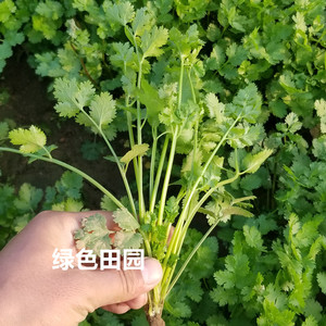 引进国外四季香菜种子苗食用高产芫荽蔬菜种孑秋冬季阳台菜园播籽