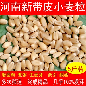 新小麦粒带皮小麦子食用全麦磨面药引发麦芽糖种子麦苗草榨汁鱼饵