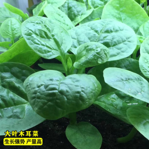 大叶木耳菜种子苗落葵小青菜耐高温高湿春夏四季阳台盆栽蔬菜籽孑