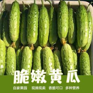 东北吉林旱黄瓜农家自种黄瓜新鲜水果黄瓜新鲜现摘现发生吃3/5斤