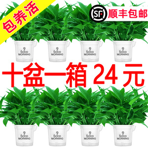 顺丰包邮】除甲醛 绿萝盆栽室内植物花卉绿植绿箩吸甲醛新房家用