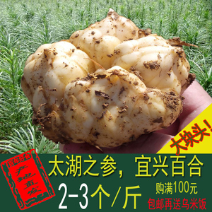 宜兴新鲜糯百合食药两用大果礼品特产精选出口级5斤装14只内包邮